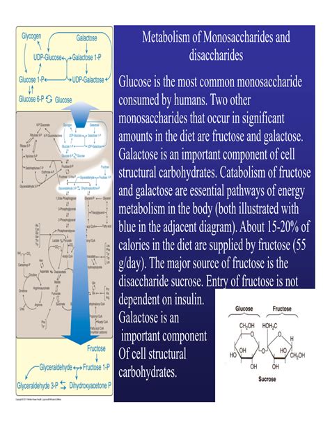 Metabolism Of Monosaccharides And Disaccharides Glucose Is The Most