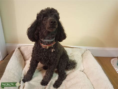 Mini Black Poodle looking for a girlfriend! - Stud Dog in Massachusetts ...