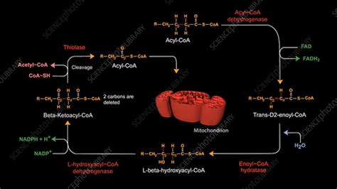 Beta oxidation pathway - Stock Video Clip - K004/0302 - Science Photo ...