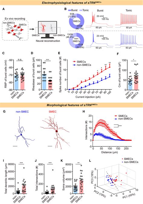 The Thalamic Reticular Nucleus Orchestrates Social Memory Neuron