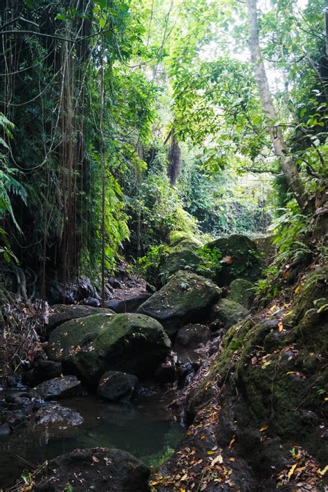 Sacred Monkey Forest In Ubud Bali Bree West