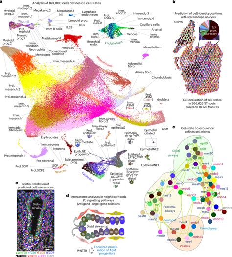 Overview Of The Study A Umap Plot Of The 83 Identified Cell Clusters