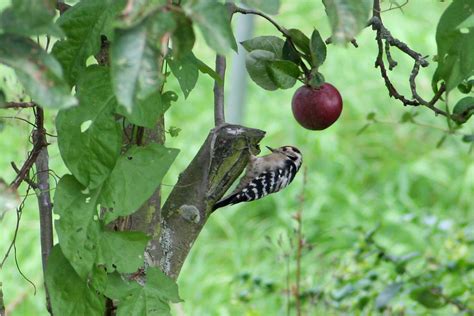 Lesser Spotted Woodpecker