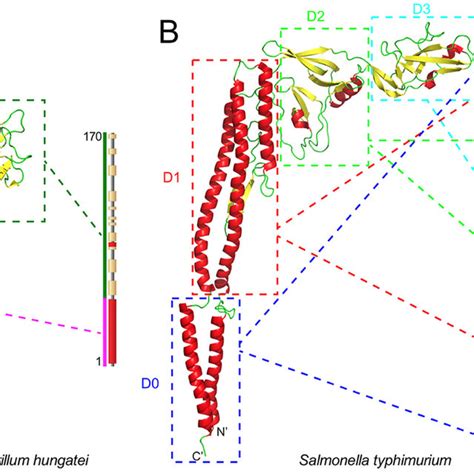 Structure Of Typcial Flagellins Typical Crystal Structures Of An