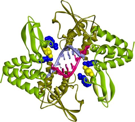 Structure Of Dsrna C Terminal Binding Domain Of Ebov Vp Binding To