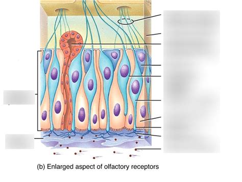 A - olfactory diagram Diagram | Quizlet