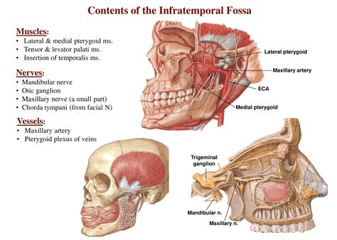 Infratemporal Fossa