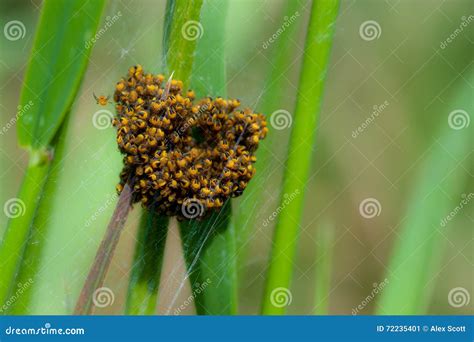 Spiderlings stock image. Image of full, arachnid, conservation - 72235401