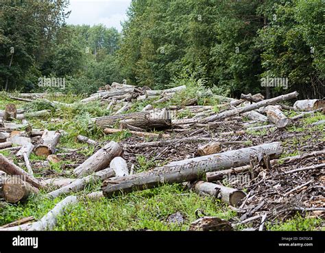 Desastre De Deforestaci N Fotograf As E Im Genes De Alta Resoluci N