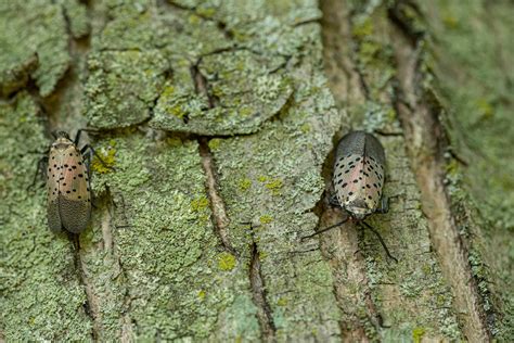 Spotted Lanternfly Control & Removal NYC | Queens | Standard Pest ...