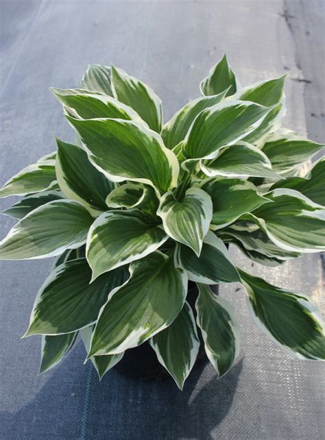 Hosta Patriot - Johnson Nursery Corporation