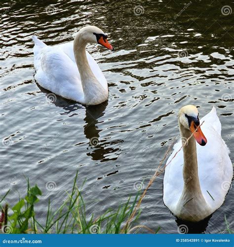 Los Cisnes Nadan En Un Estanque En Un Parque Recreativo Enfurecido