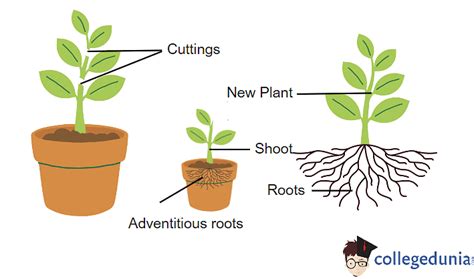 Fragmentation In Plants And In Animals