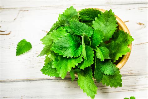 13 Plants That Repel Mosquitoes! - The Organic Goat Lady