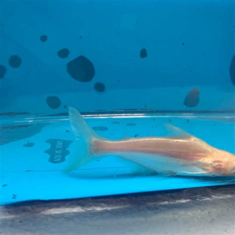 Albino iridescent shark for sale - Exotic Fish Shop - 774-400-4598