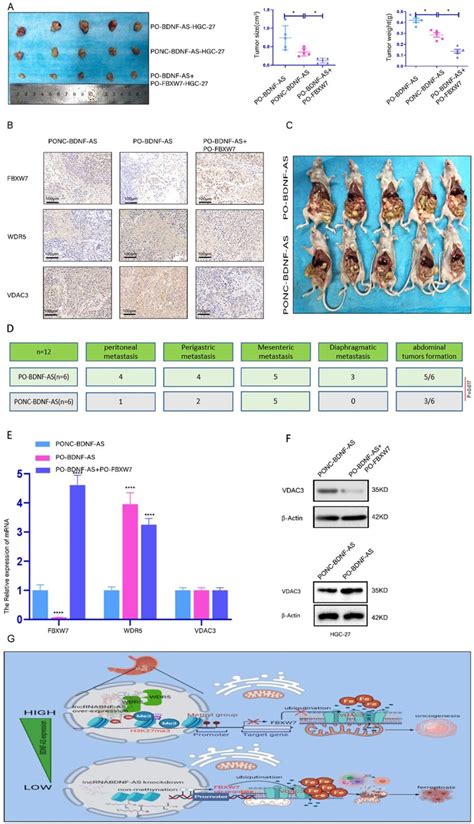 Lncrna Bdnf As Could Promote Gastric Cancer Tumorigenesis And