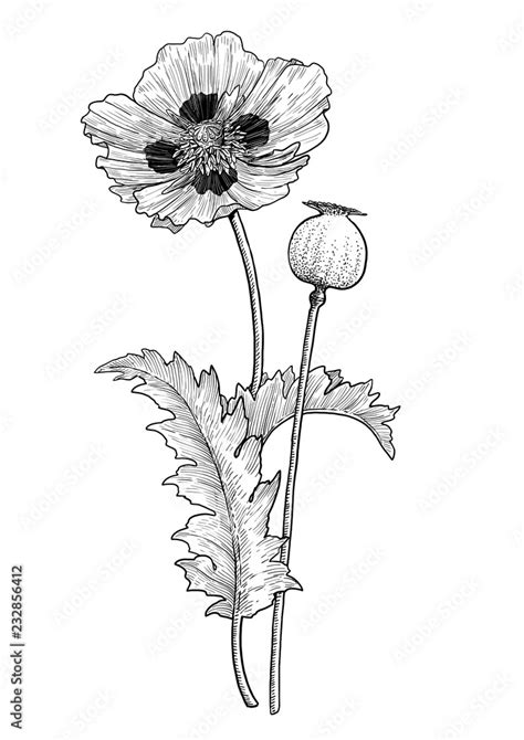 Poppy flower and seed illustration, drawing, engraving, ink, line art ...