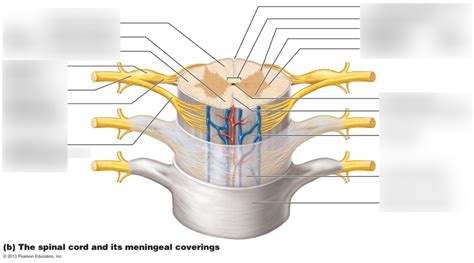 Spinal Cord Labelling Diagram Quizlet