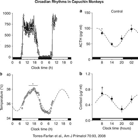 49 Circadian Rhythms In Capuchin Monkeys Acc Torres Farfan Et Al