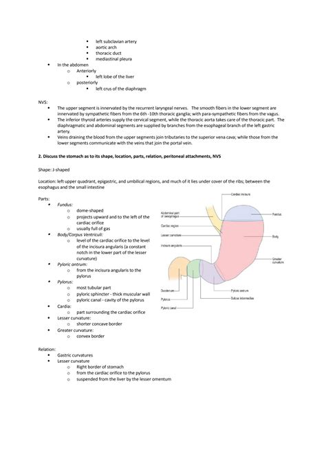 Solution Esophagus Stomach Duodenum Gross Anatomy Studypool