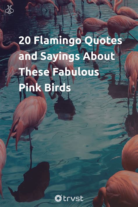 24 Flamingo Quotes & Sayings About These Fabulous Birds (2024 ...