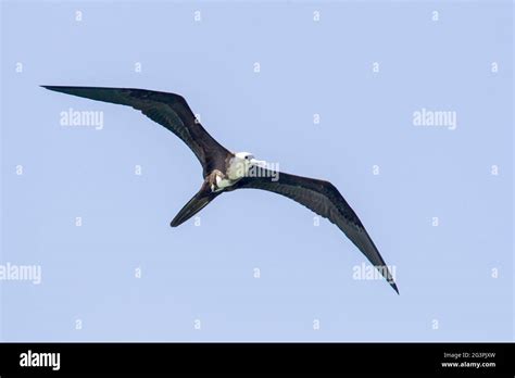 Magnificent Frigatebird Fregata Magnificens Single Bird In Flight