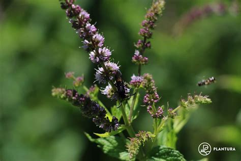 Peppermint: all about the flavourful herb - Plantura