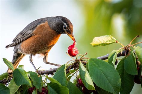 Comment éloigner les oiseaux des arbres fruitiers