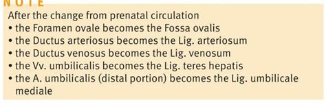 Postnatal Changes In Circulation Medizzy