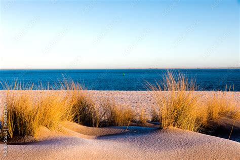 Dünengras In Der Morgensonne Insel Sylt Westerland Schleswig Hostein