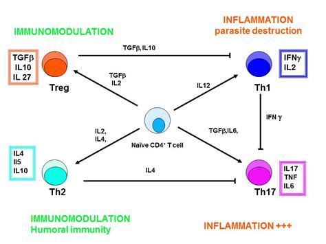 Risk Factors Pathogenesis And Diagnosis Of Ocular Toxoplasmosis