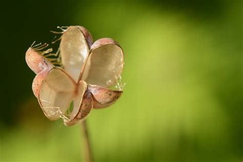 Free Pods Drying Dry Images Pixabay