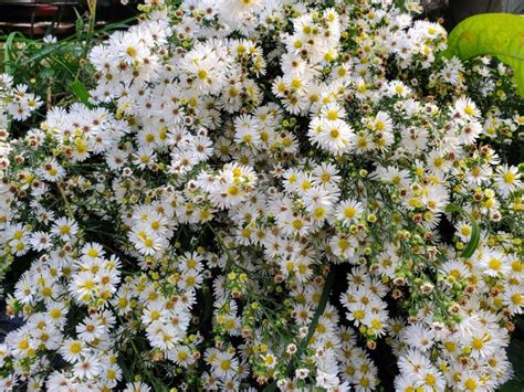 White Heath Aster AKA Wild Aster Seeds (Certified Organic) – Flowers ...