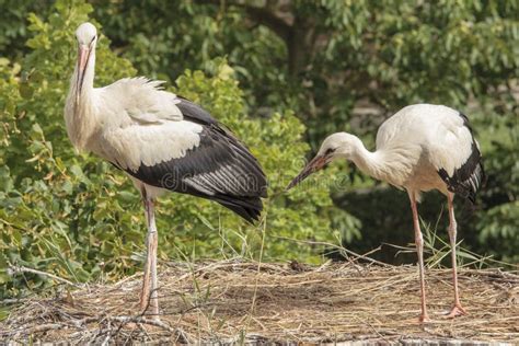 Stork In The Ecomuseum Of Mulhouse In Alsace Stock Photo Image Of