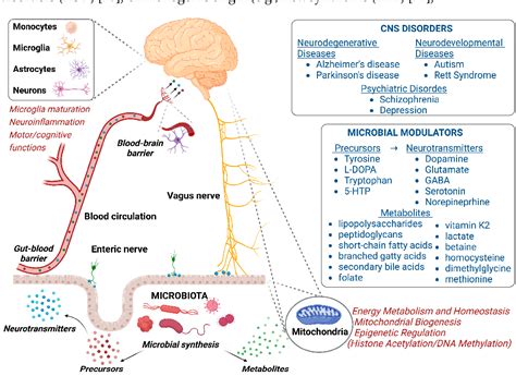 Figure From Exogenous Players In Mitochondria Related Cns Disorders