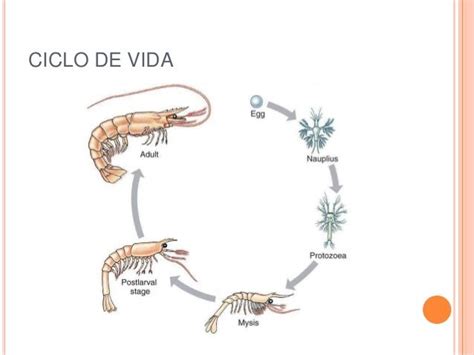 Crustacea Ciclo De Vida Desenvolvimento Indireto Com Estágio De Larva Náuplio Ou Náuplius