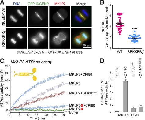 Interaction With The Incenp Rrkkrr Motif Promotes Mklp Atpase