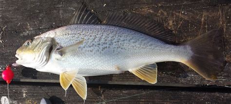 Atlantic Croaker (Micropogonias undulatus) - delaware-surf-fishing.com