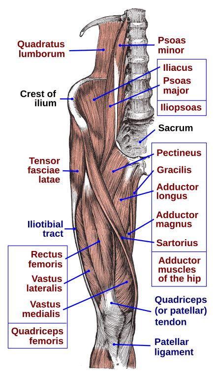 Hip Flexor Stretch Routine for Tight Hips - Pelvic Exercises | Human muscle anatomy, Muscle ...