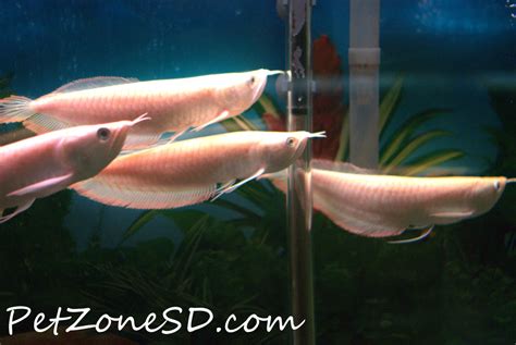 Albino Silver Arowana Has Arrived Pet Zone Tropical Fish San Diego