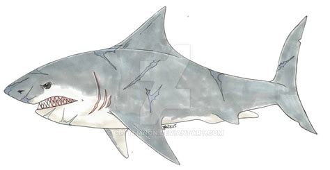 Megalodon Drawing at PaintingValley.com | Explore collection of ...