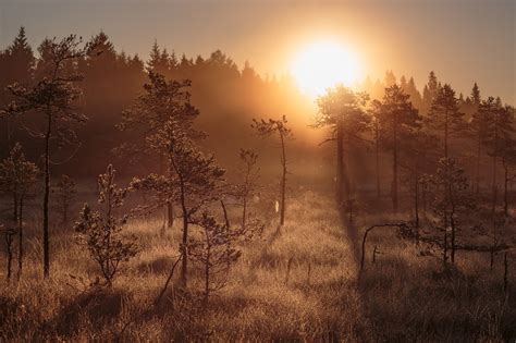 Fondos De Pantalla Luz De Sol Rboles Naturaleza Al Aire Libre