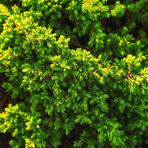 Premium Photo Low Growing Juniper In The Tundra View From Above