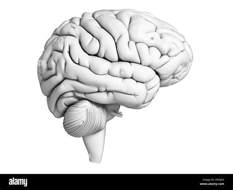 Physiologie De La Perception Banque D Images Noir Et Blanc Alamy