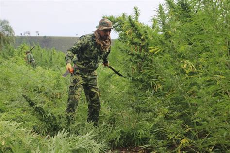 Em 5 dias operação conjunta destrói 143 hectares de maconha na