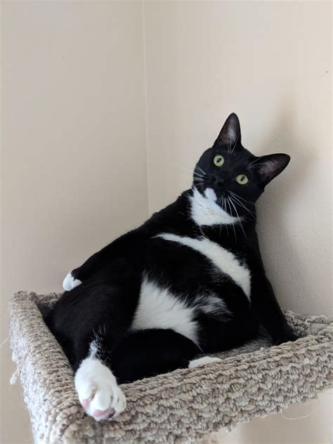 Classic Supermodel Bikini Pose R SupermodelCats