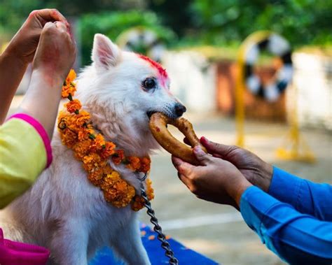 People Worshiping Dog Festival In Nepal | Kukur Tihar - 2024