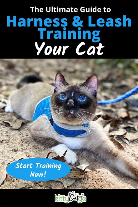 A Step By Step Guide To Cat Harness Training Cat Training Cat Leash