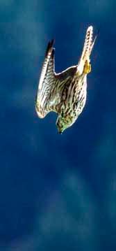 peregrine falcon diving | My HD Animals