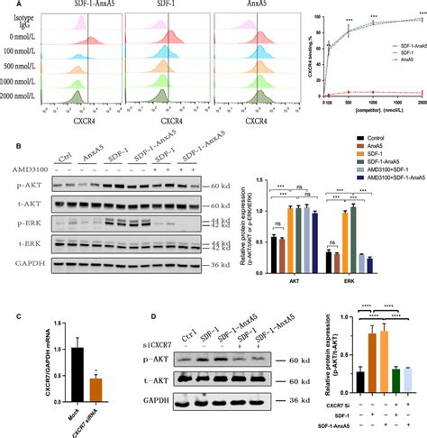 Sdf Anxa Binds To And Activates Cxcr And Cxcr A The Binding